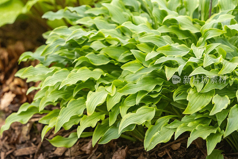 Hosta 'Tattle Tails'在英国伦敦